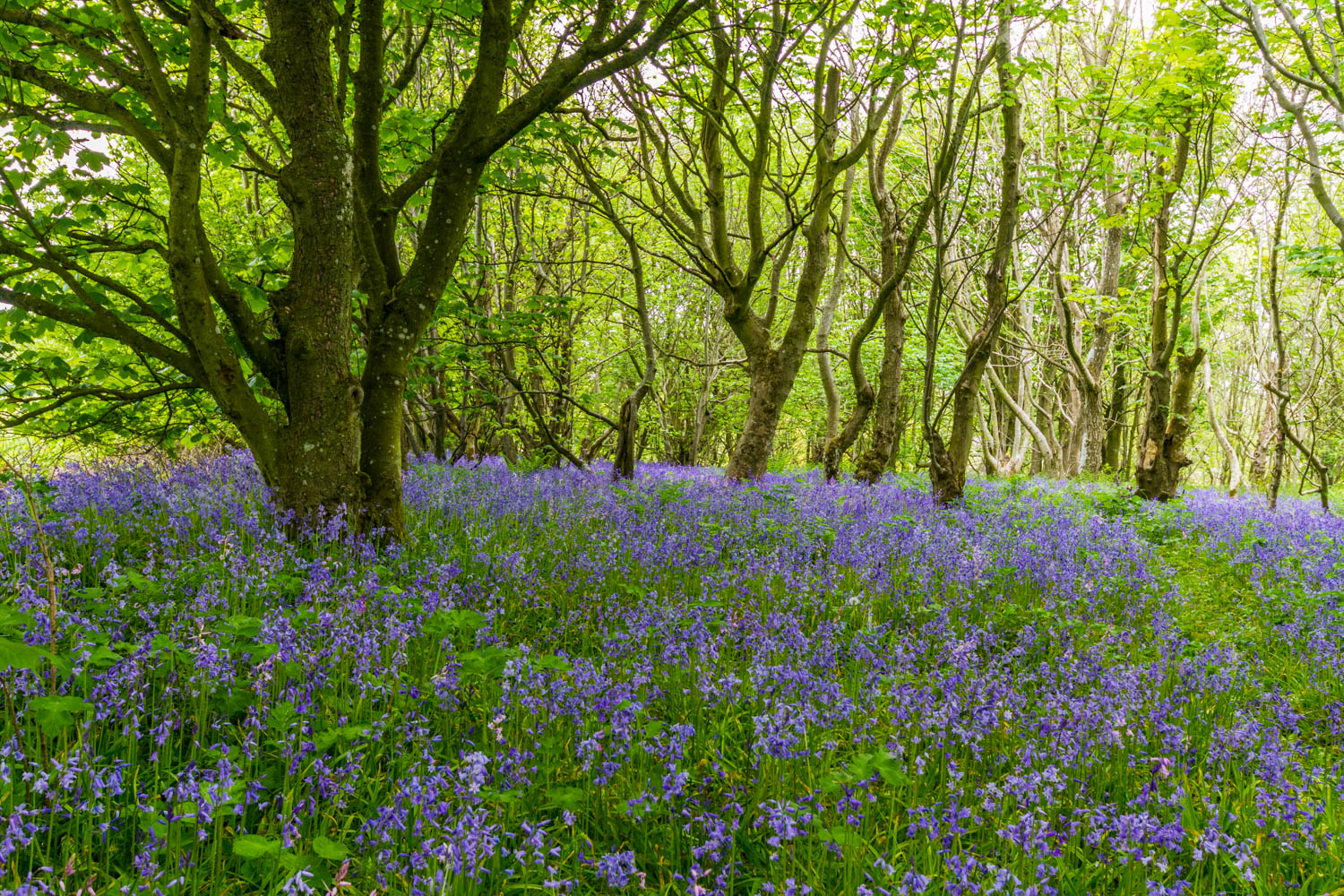 Through the bluebell wood