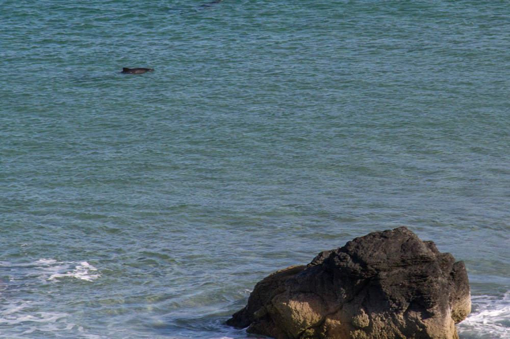 Dolphin in Sango Bay